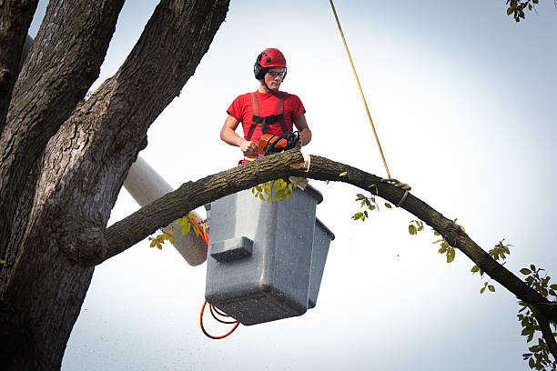 Best Arborist Services Near Me  in Dayton, NJ